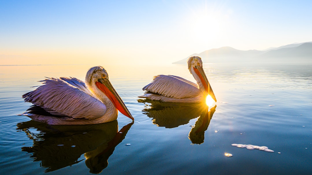 Prespa National Park Macedonia Hiking Trail Lake Viewpoint Pelicans