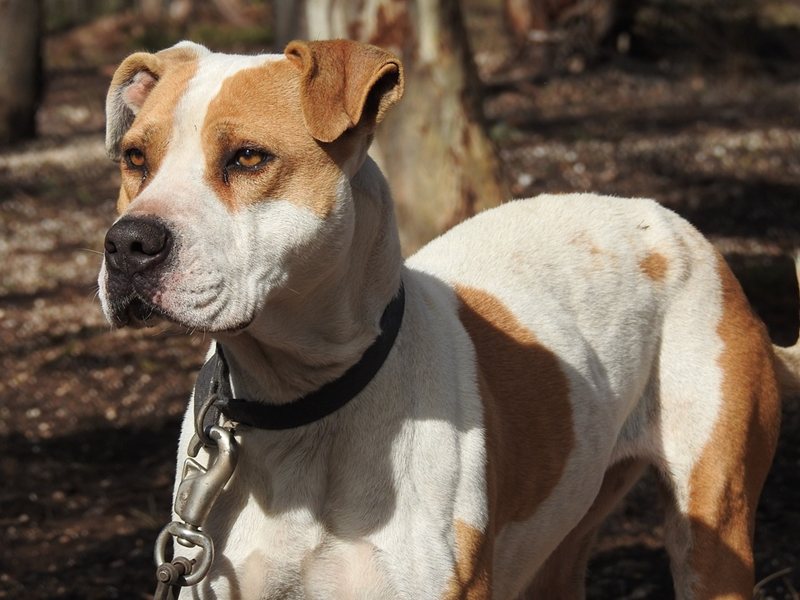 Pit Bull Atacă Copil în Kozloduy