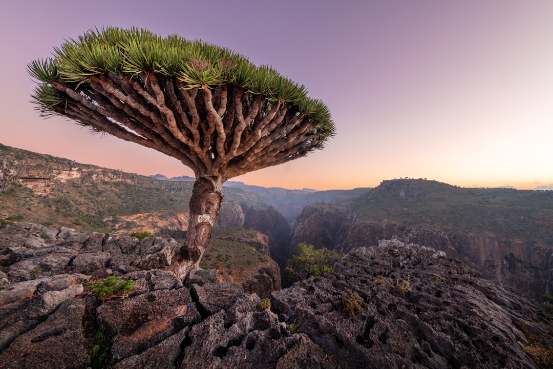 Arborii Dragonului de pe Insula Socotra: Eco-trekking în peisajul alien al Yemenului