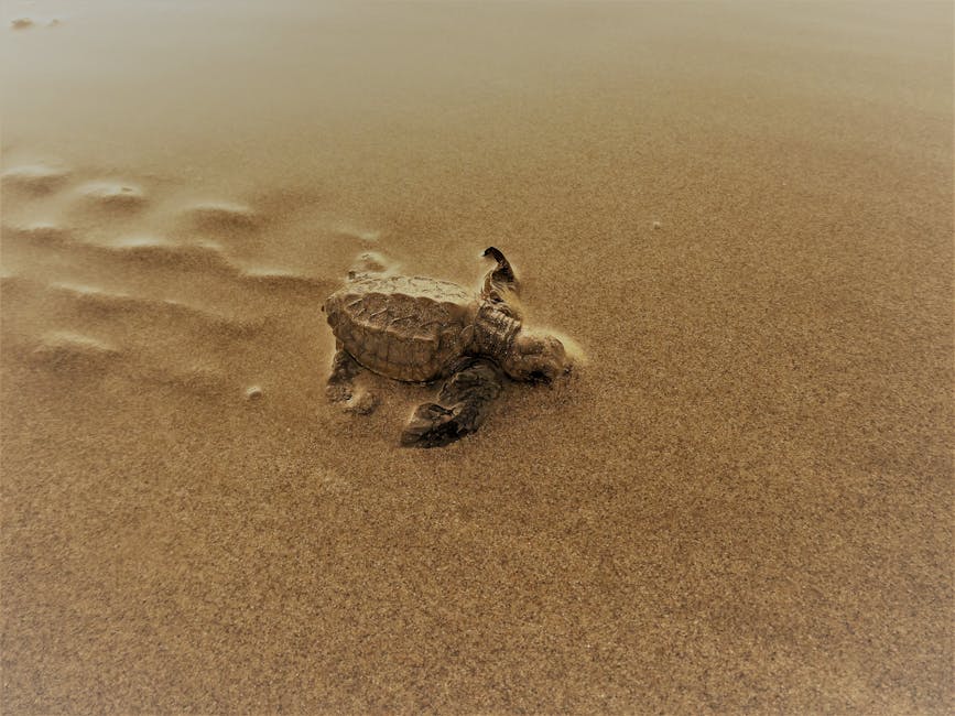 Gerakas Beach Zakynthos loggerhead sea turtle nesting area sandy shore