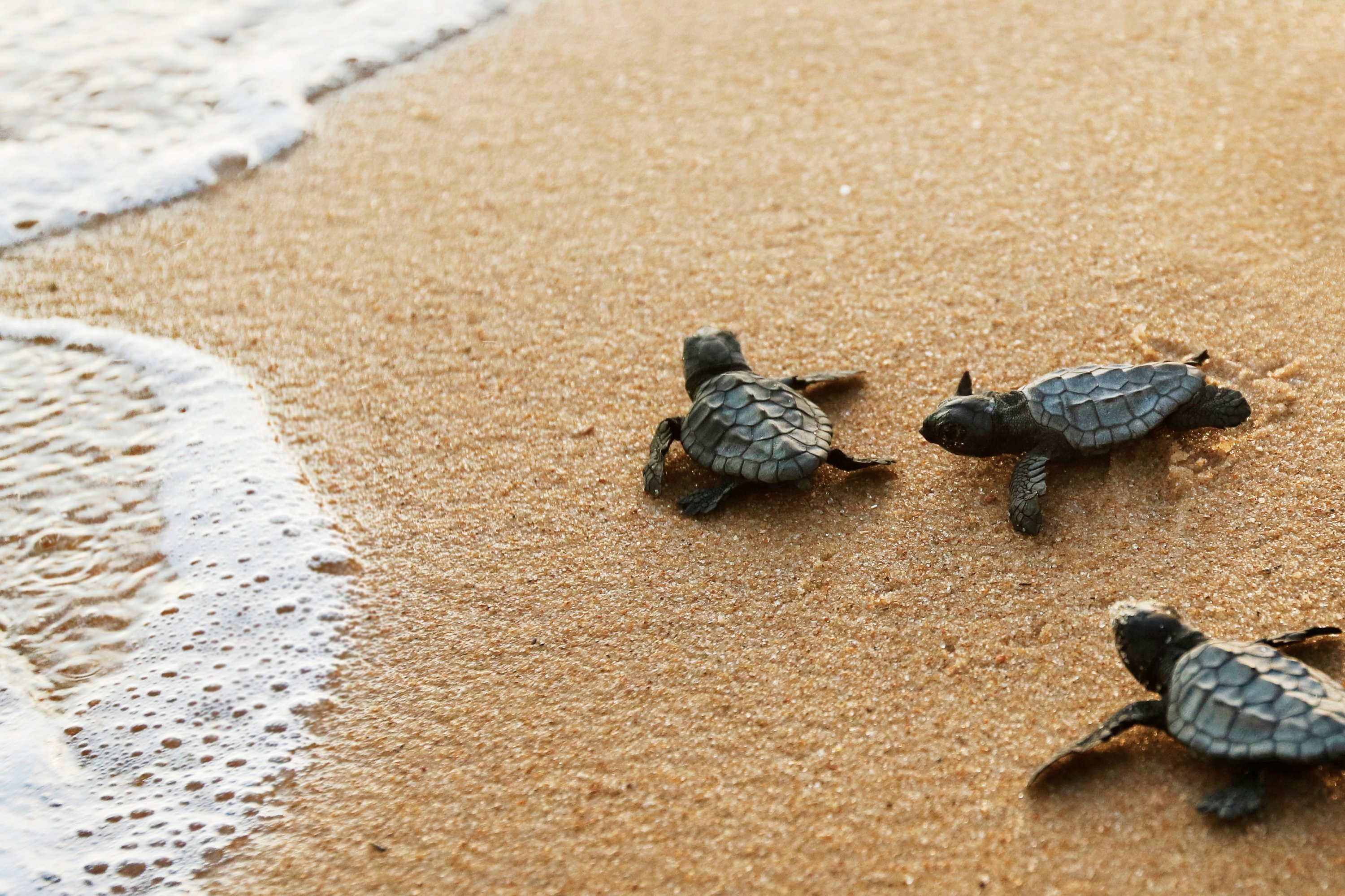 Turturicele caretta caretta încep să facă găzduire pe plaja Kızılot din Antalya