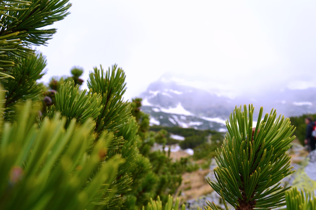 Mountain bike trail Bulgarian Rila Mountains high altitude pine trees snow peaks