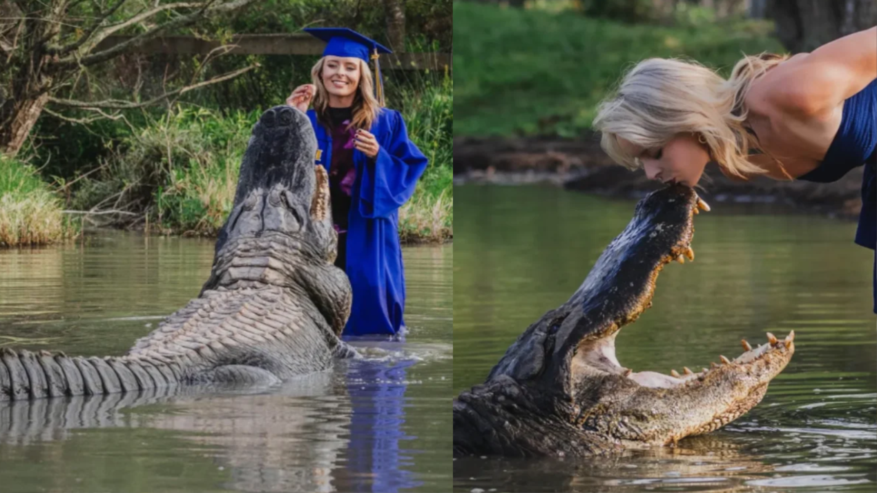 Poza de absolvire împinge la un sos pe un aligator uriaș!