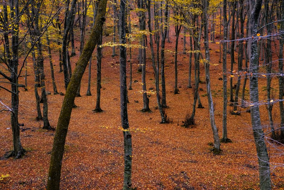 Central Balkan National Park Bulgaria beech forest ancient trees moss