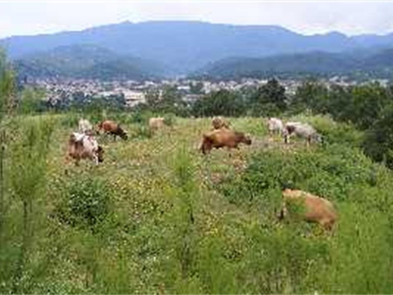 110 de cazuri de pneumonie la ovile și cărpitori raportate în Cipru