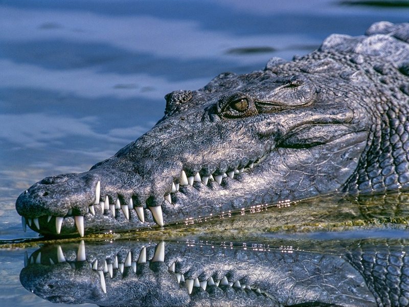 Ultra-maratonișul Andy Donaldson traversează 55 de km în râul australian cu crocodile