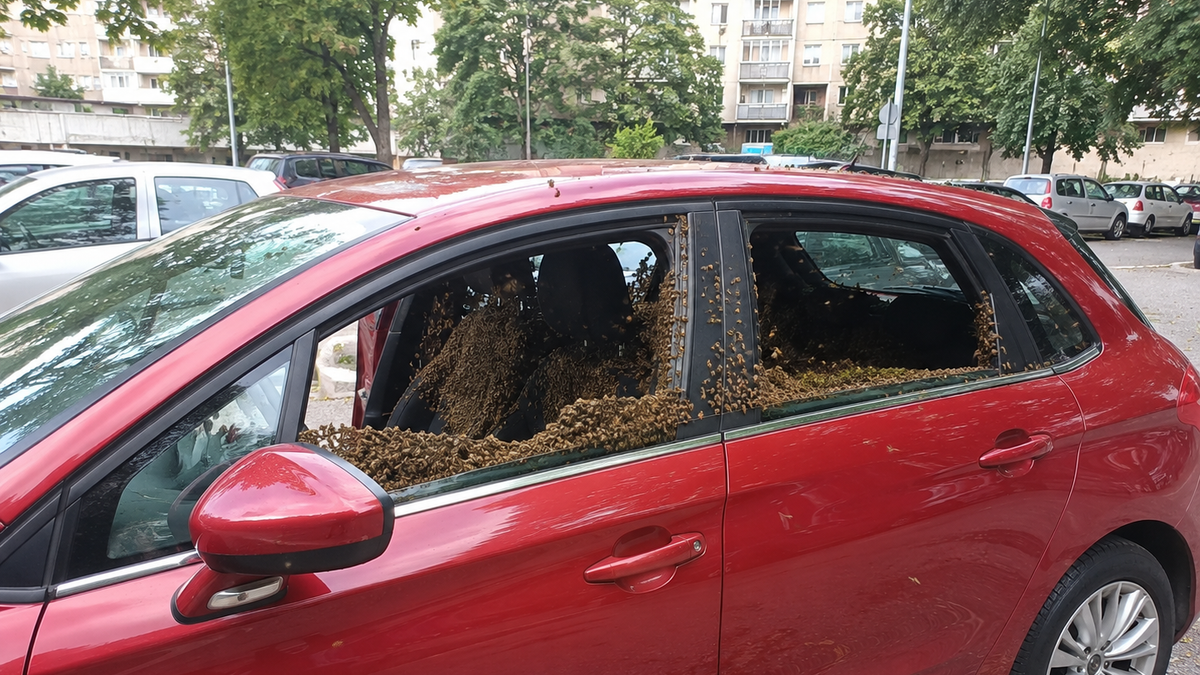Invazia Abelelor: București Sub Invadație