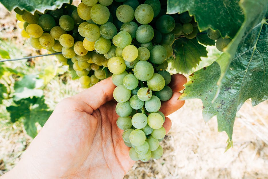 Plavac Mali grapes vineyard Pelješac Croatia close up
